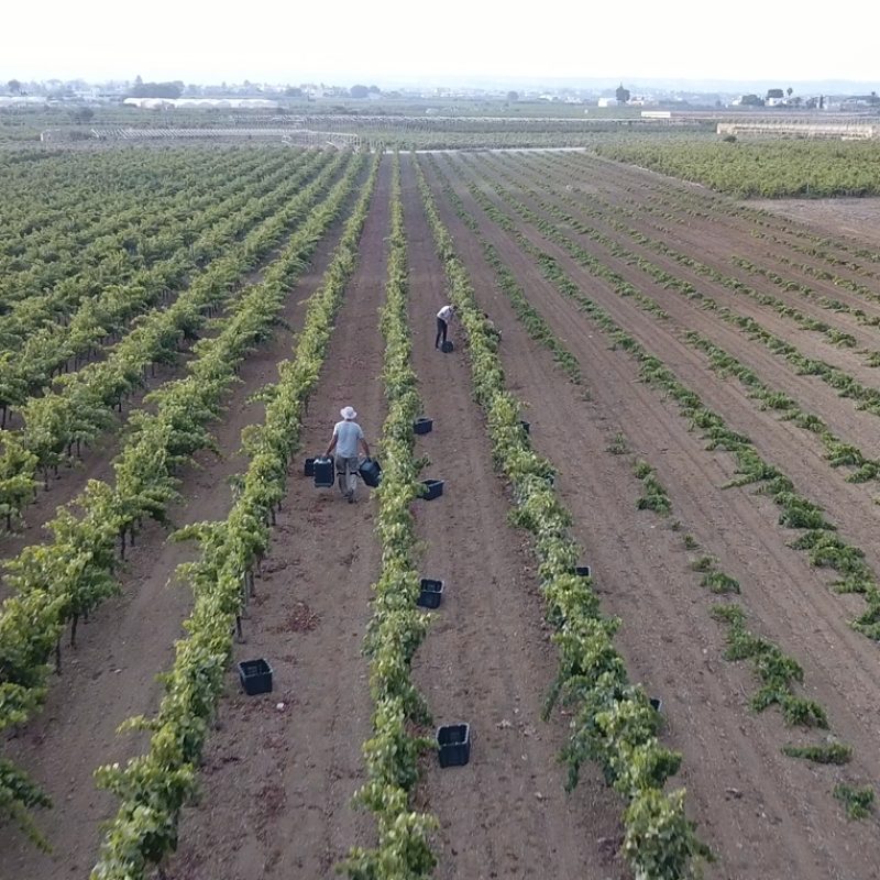 Stagnone Vineyard Vista Mare RON1 Vendemmia 2023